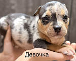 Собаки в Краснодаре: Американский булли Девочка, Бесплатно - фото 1