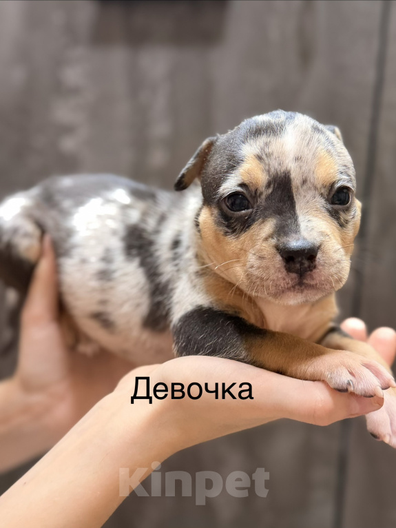 Собаки в Краснодаре: Американский булли Девочка, Бесплатно - фото 1