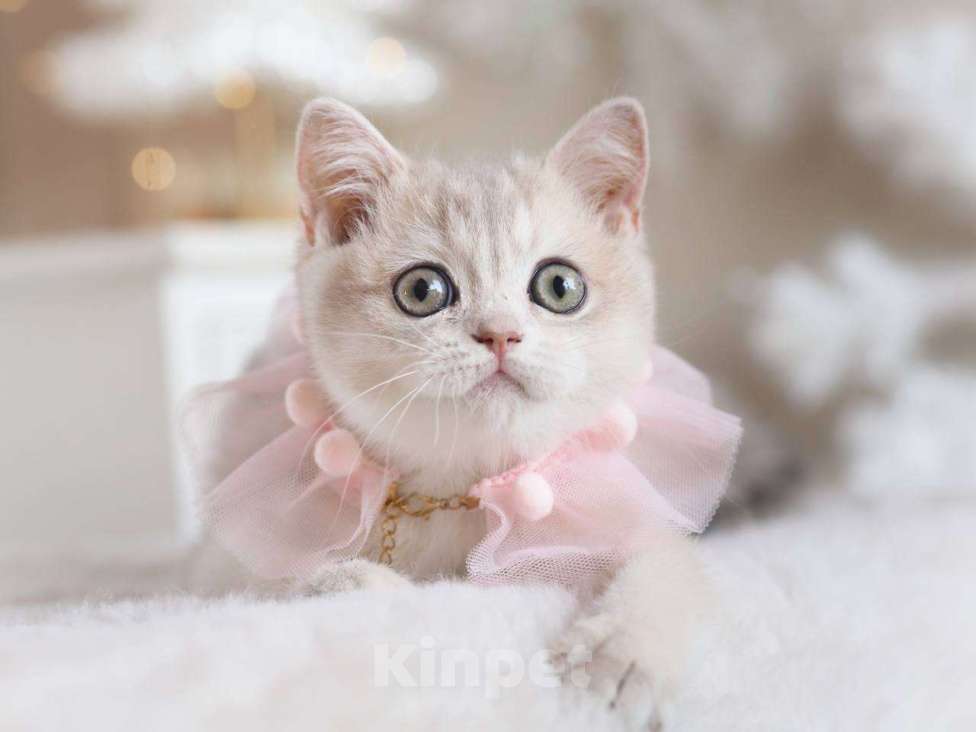 Кошки в Москве: Британская девочка Аура Девочка, 100 000 руб. - фото 10