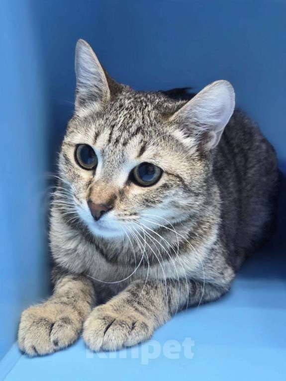 Кошки в Москве: Самый добрый котик Добрюша Мальчик, Бесплатно - фото 2