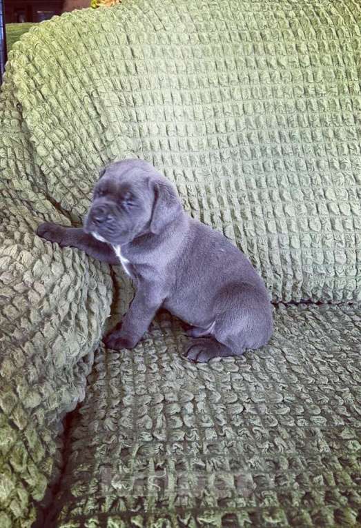 Собаки в Краснодаре: Щенки Кане Корсо  Мальчик, Бесплатно - фото 2