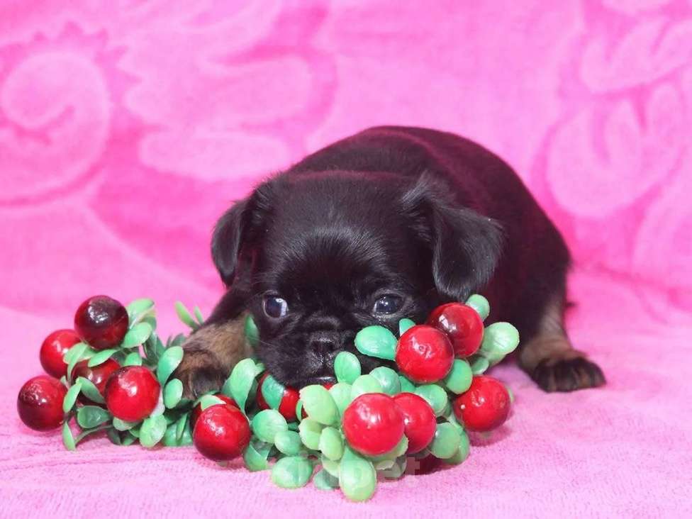 Собаки в Санкт-Петербурге: Щенки пти брабансона Мальчик, 80 000 руб. - фото 1