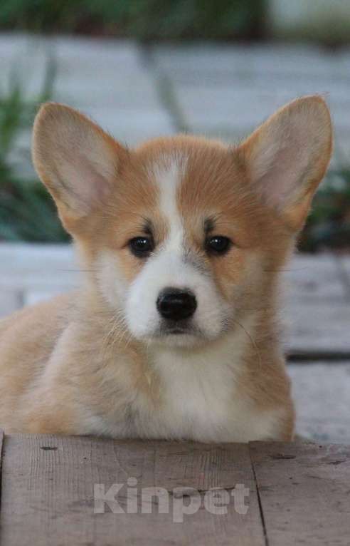 Собаки в Москве: Аманси Буги-вуги Мальчик, 75 000 руб. - фото 4