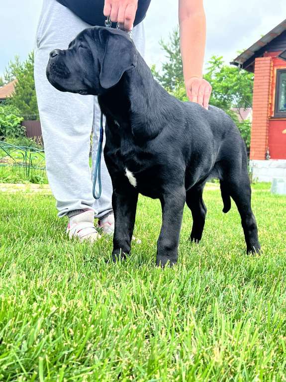 Собаки в Дмитрове: Щенок Кане Корсо Мальчик, 50 000 руб. - фото 3