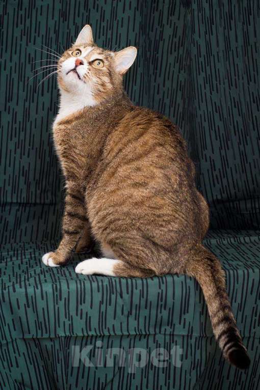 Кошки в Москве: Умный, харизматичный и нежный кот Арсений в добрые руки Мальчик, Бесплатно - фото 4