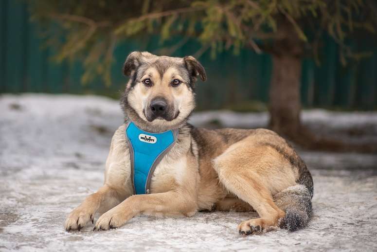 Собаки в Москве: Зевс Мальчик, Бесплатно - фото 2