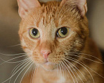 Кошки в Санкт-Петербурге: Рыжий котик Крашик ищет семью Мальчик, Бесплатно - фото 2