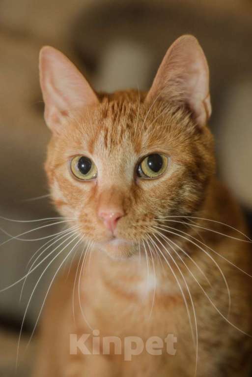 Кошки в Санкт-Петербурге: Рыжий котик Крашик ищет семью Мальчик, Бесплатно - фото 2