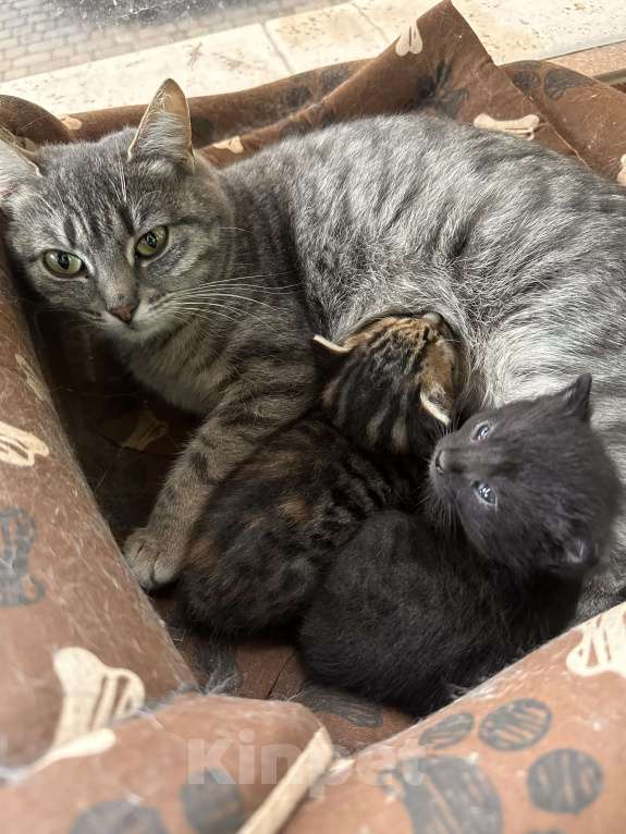 Кошки в других городах Московской области: Отдам котенка в добрые руки Мальчик, Бесплатно - фото 1