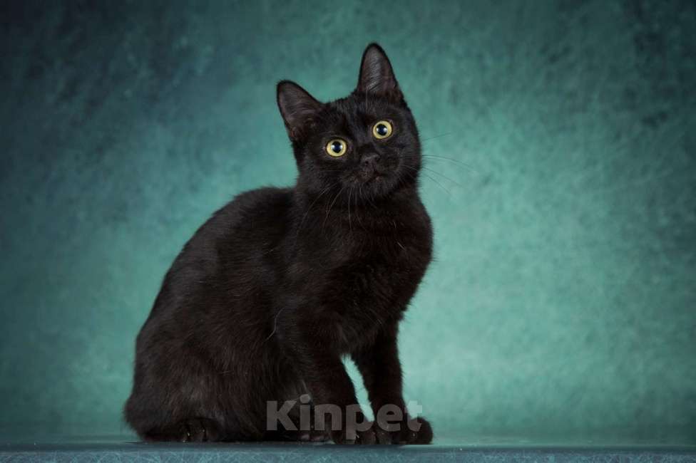 Кошки в Москве: Тайра ищет дом Девочка, Бесплатно - фото 3