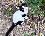 Кошки в Ростове-на-Дону: Котята в добрые руки, живут на улице Разнополые, Бесплатно - фото 7