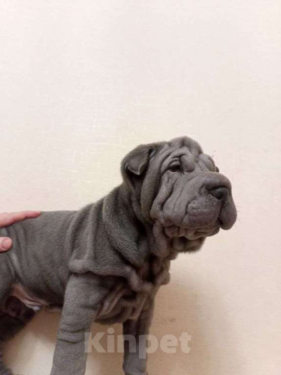 Собаки в Омске: Шарпей щенок Мальчик, Бесплатно - фото 1