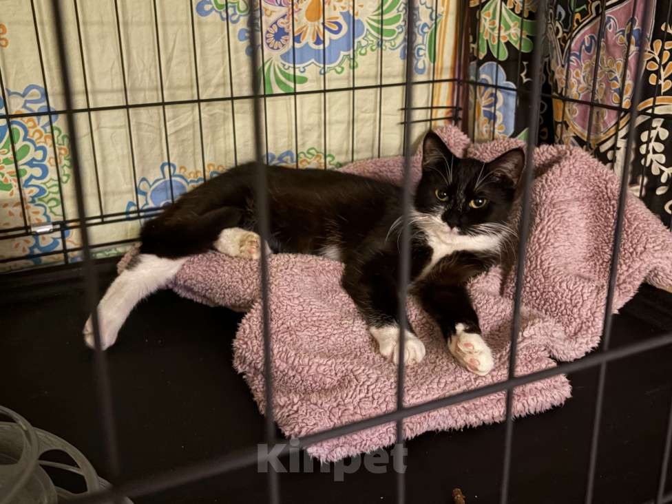 Кошки в Санкт-Петербурге: Подросток из приюта в добрые руки Девочка, Бесплатно - фото 8