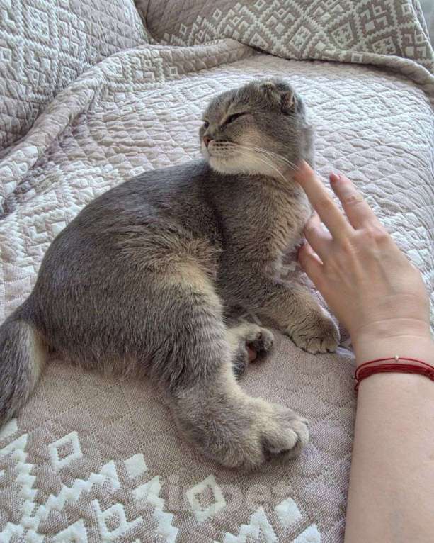 Кошки в Москве: Вислоухая кошечка ищет дом Девочка, Бесплатно - фото 3