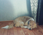 Собаки в Ярославле: Отдам собаку в добрые руки  Мальчик, 1 руб. - фото 1