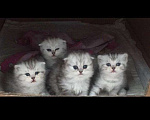 Кошки в Туле: Вязка с котом, 2 000 руб. - фото 3