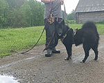 Собаки в Тюмени: Ненецкая лайка Черничка Девочка, Бесплатно - фото 4