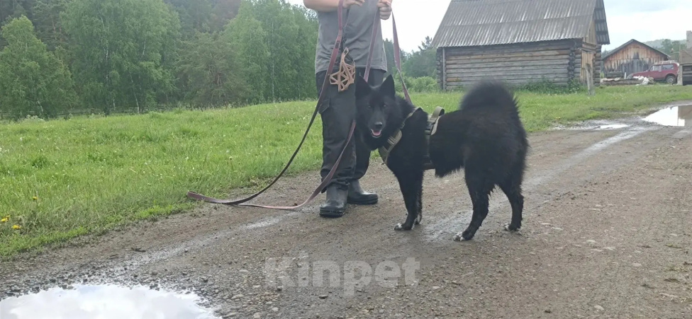 Собаки в Тюмени: Ненецкая лайка Черничка Девочка, Бесплатно - фото 4