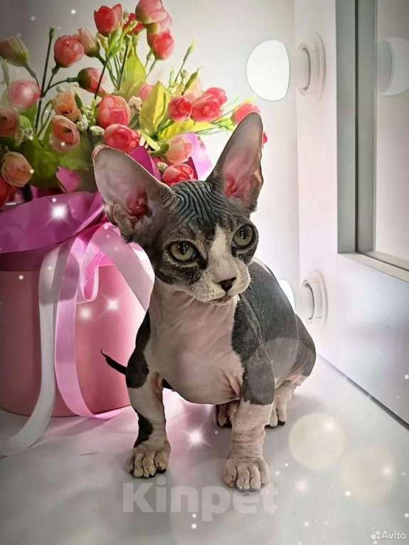 Кошки в Екатеринбурге: Канадский сфинкс котенок  Мальчик, 60 000 руб. - фото 4