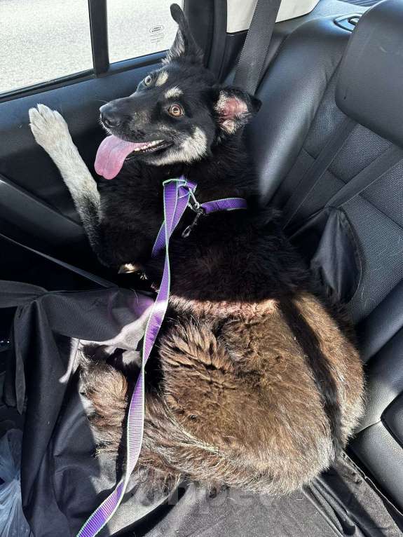 Собаки в Москве: У Нины осталось 3 дня на поиск дома Девочка, Бесплатно - фото 2