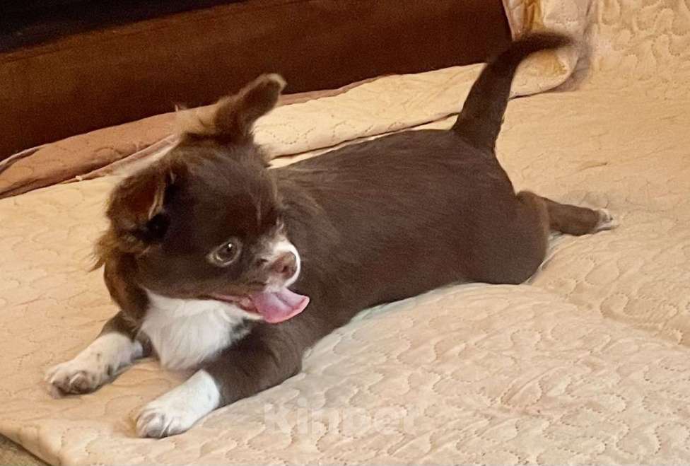 Собаки в Санкт-Петербурге: Щенок чихуахуа, девочка Девочка, 60 000 руб. - фото 1