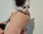 Кошки в Санкт-Петербурге: котята. коты и кошечки. есть пушистые. Разнополые, Бесплатно - фото 3