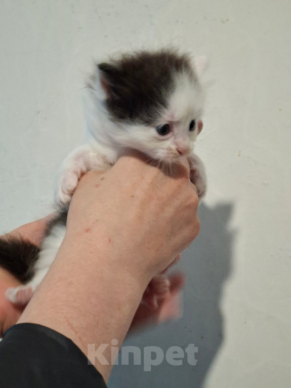 Кошки в Санкт-Петербурге: котята. коты и кошечки. есть пушистые. Разнополые, Бесплатно - фото 3
