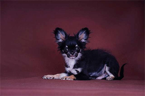 Чихуахуа щенки продажа