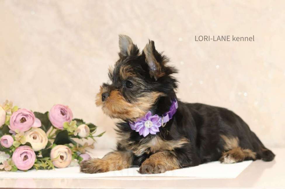 Собаки в Санкт-Петербурге: Йоркширские терьеры Девочка, Бесплатно - фото 2