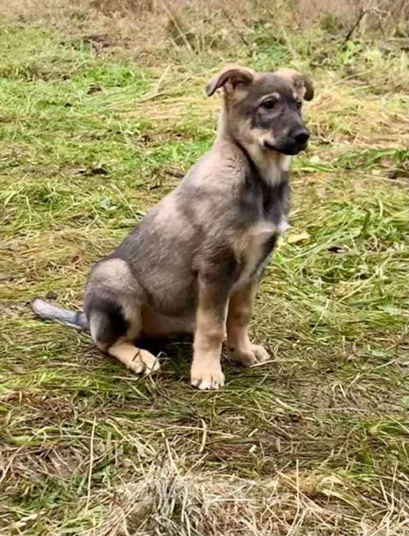 Собаки в Москве: Чудесные домашние щенки мальчик и девочки в добрые руки Девочка, 10 руб. - фото 8