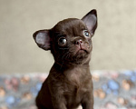 Собаки в Санкт-Петербурге: Щенки чихуахуа Разнополые, 40 000 руб. - фото 1