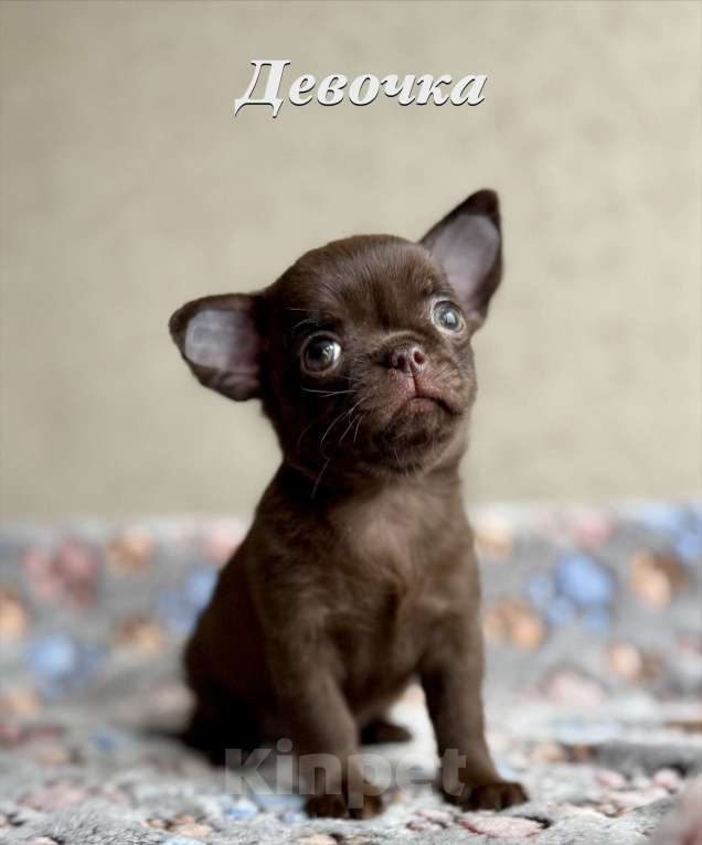Собаки в Санкт-Петербурге: Щенки чихуахуа Разнополые, 40 000 руб. - фото 1