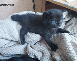Кошки в Костроме: Котята в добрые руки Разнополые, Бесплатно - фото 1