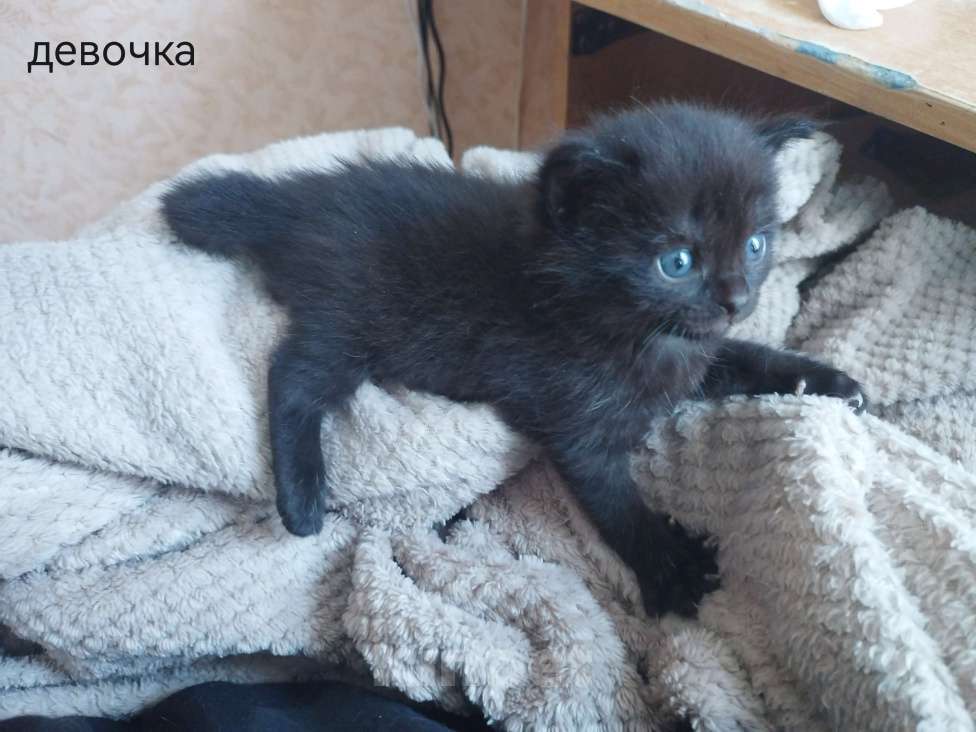 Кошки в Костроме: Котята в добрые руки Разнополые, Бесплатно - фото 1