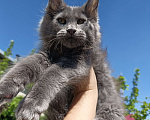 Кошки в Екатеринбурге: Котята мейн кун ласковые гиганты Мальчик, 35 000 руб. - фото 3