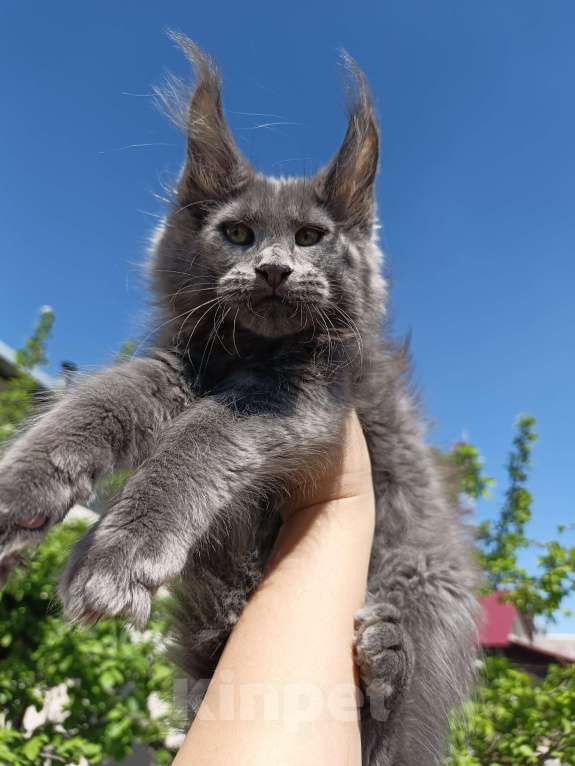 Кошки в Екатеринбурге: Котята мейн кун ласковые гиганты Мальчик, 35 000 руб. - фото 3