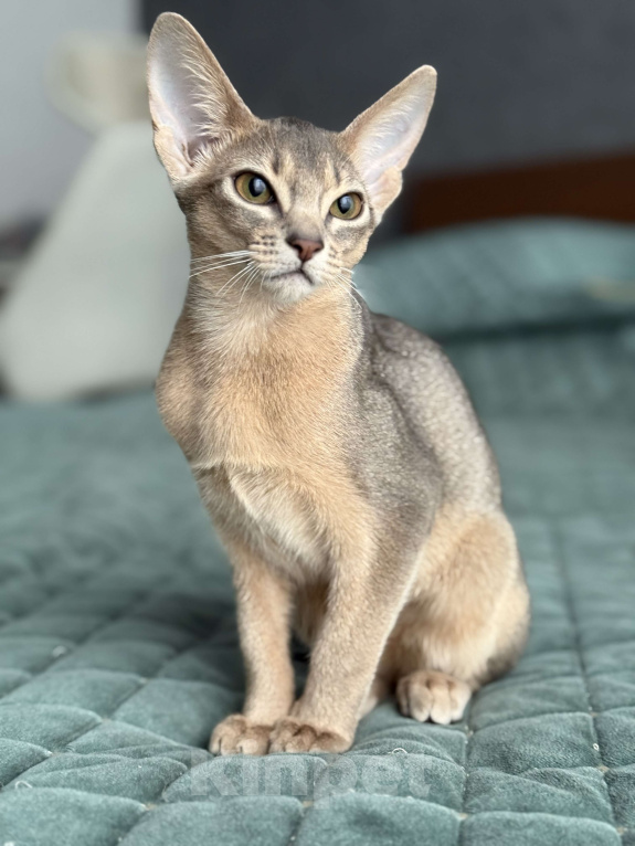 Кошки в Краснодаре: Абиссинский котенок голубого окраса  Девочка, 75 000 руб. - фото 3