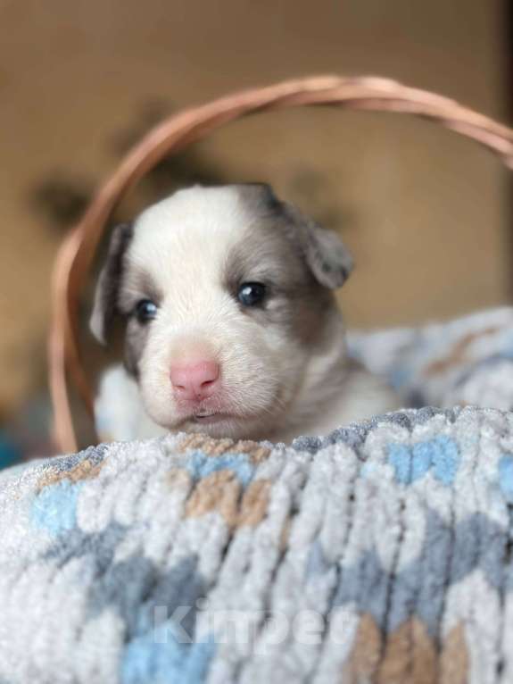 Собаки в Тольятти: Щенки Вельш корги кардиган  Мальчик, 50 000 руб. - фото 2