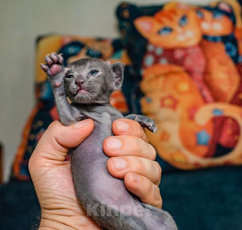 Кошки в Ростове-на-Дону: Ориенталтная кошечка Девочка, 20 000 руб. - фото 4