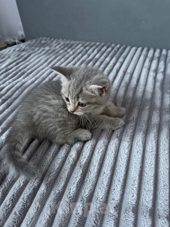 Кошки в Тюмени: шотландская прямоухая кошка Девочка, Бесплатно - фото 2