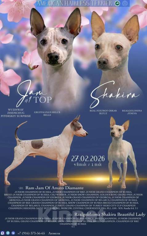 Собаки в Пушкино: Щенки АГТ Мальчик, 100 000 руб. - фото 5