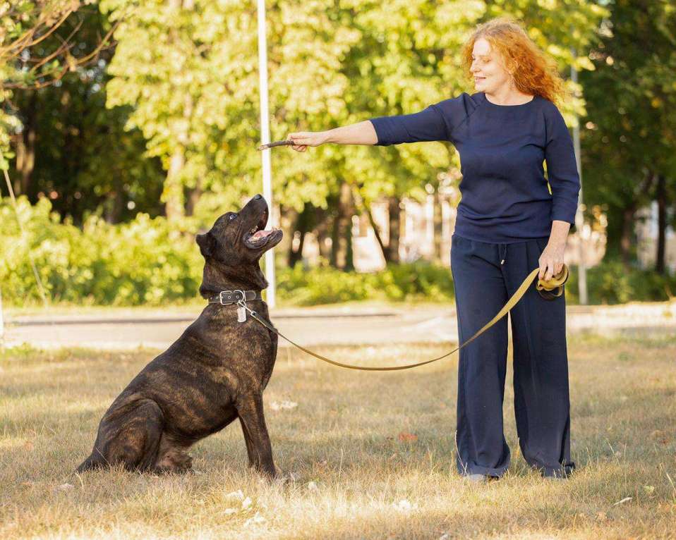 Собаки в Москве: Необыкновенный красавец кане-корсо Рэй в добрые руки Мальчик, Бесплатно - фото 3