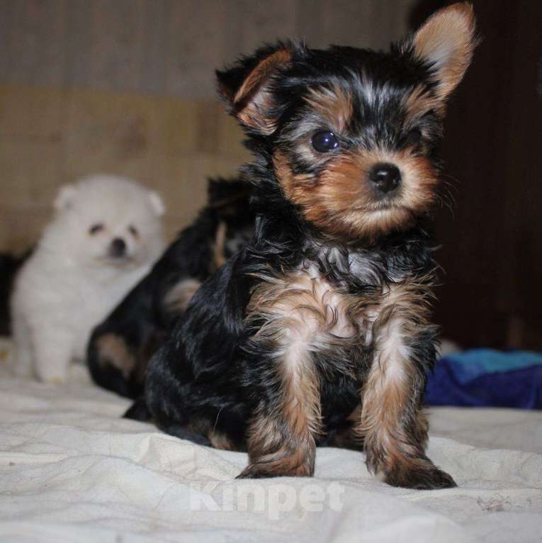 Собаки в Челябинске: В продаже щенки Йоркширского терьера Мальчик, 25 000 руб. - фото 2