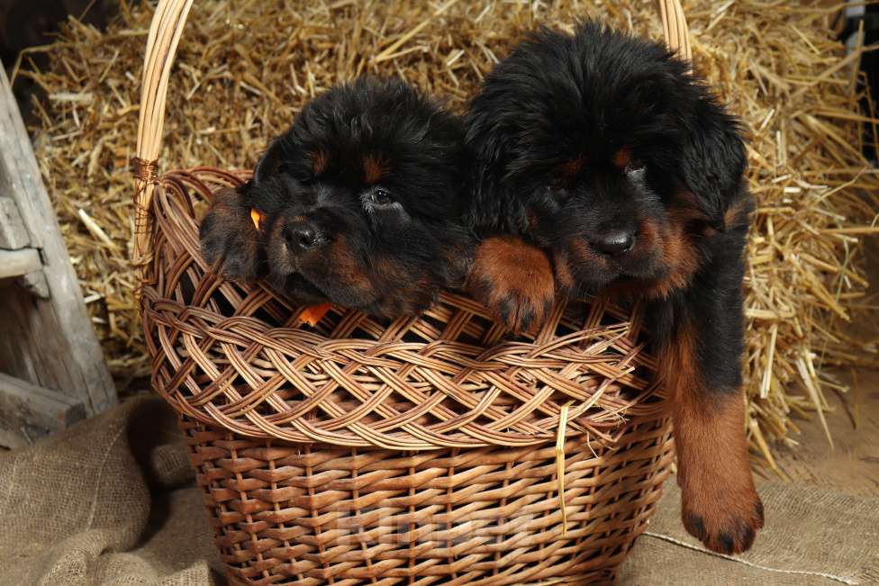 Собаки в других городах Московской области: Щенки Тибетского мастифа Разнополые, Бесплатно - фото 5