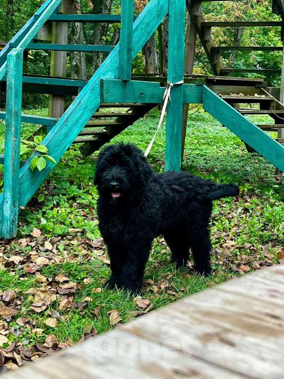 Собаки в Санкт-Петербурге: Продается щенок Русского черного терьера Девочка, 50 000 руб. - фото 2
