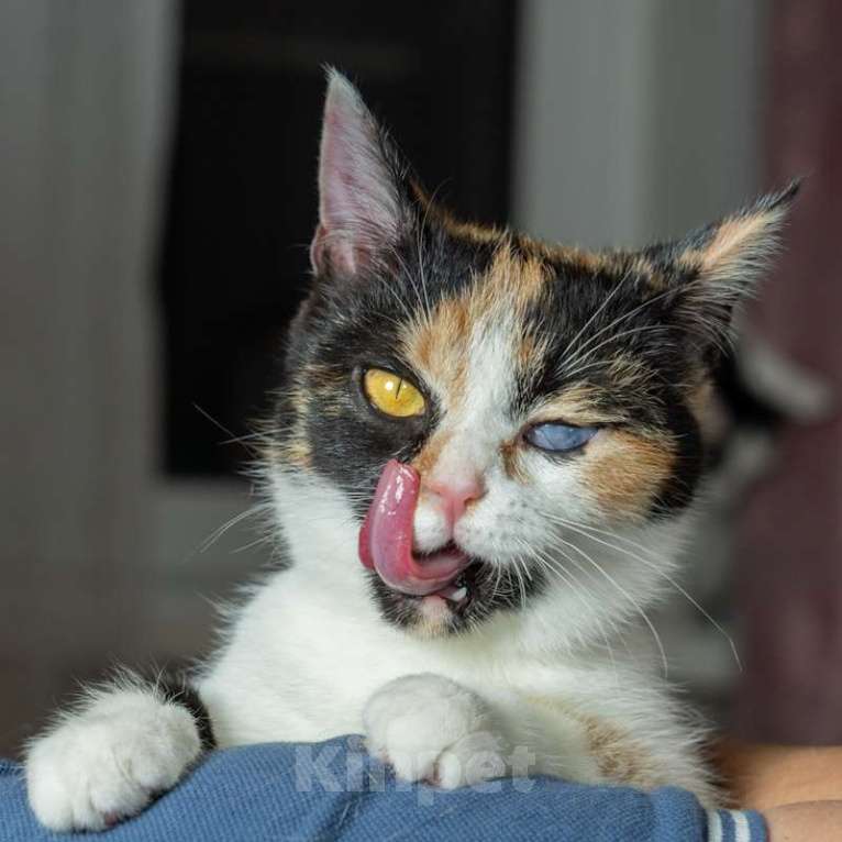 Кошки в Москве: Малышка Афина очень хочет домой Девочка, Бесплатно - фото 1