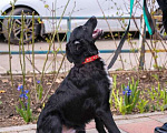 Собаки в Санкт-Петербурге: Элегантный красавец Бим, добрейший песик-подросток в добрые руки Мальчик, 10 руб. - фото 4