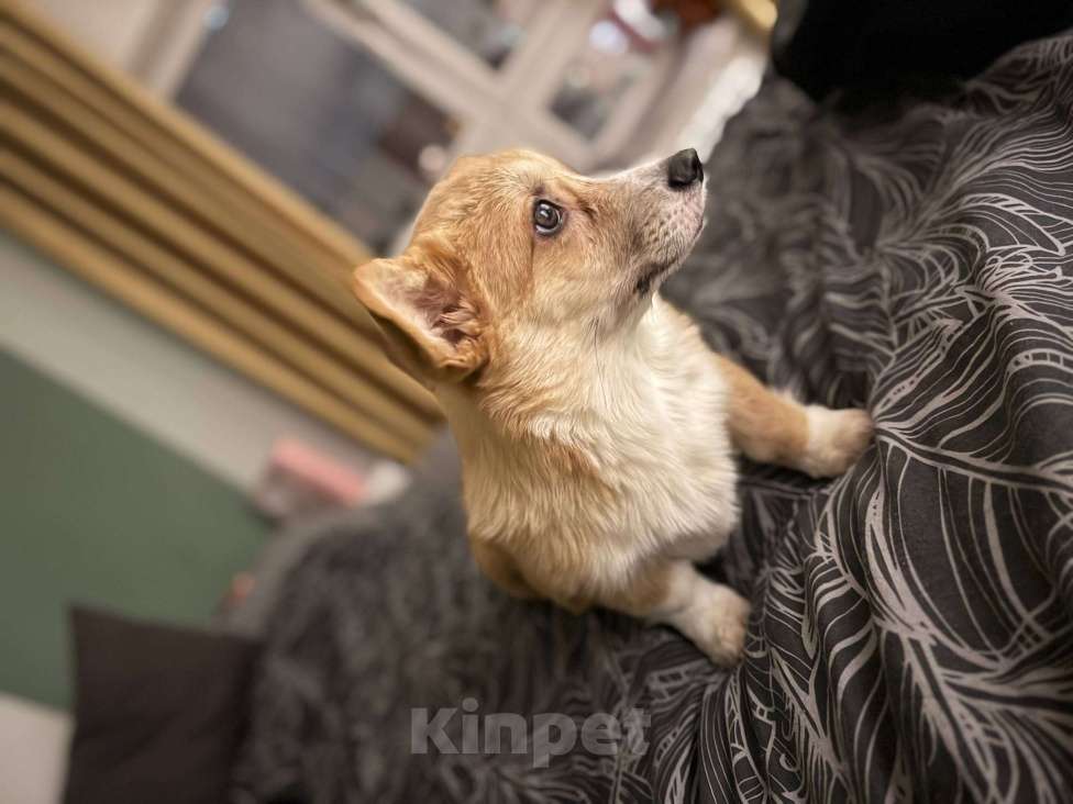 Собаки в Москве: Корги пемброк щенок  Мальчик, 45 000 руб. - фото 2