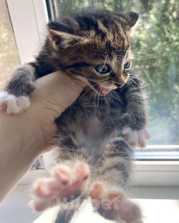 Кошки в Благовещенске: Котенок мальчик 1-1,5 месяца Мальчик, Бесплатно - фото 2