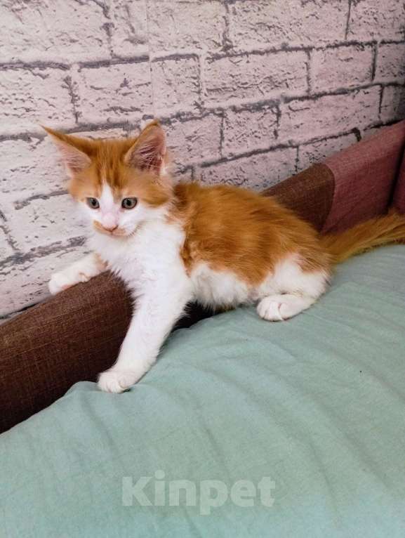 Кошки в Ижевске: Мейн кун  Мальчик, 10 000 руб. - фото 3